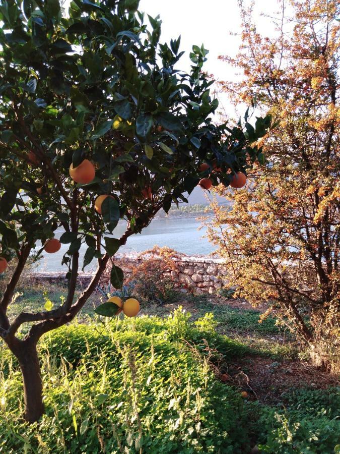 Aphrodite'S Coast Retreat House! Galaxidi Bagian luar foto